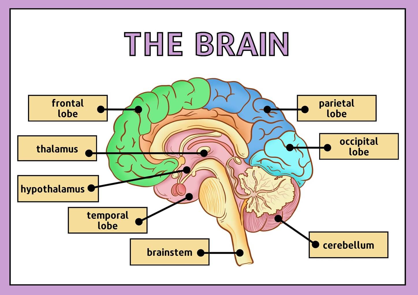 Human Brain Diagram Science Poster in Colorful Illustrative Style 1 1 The AM to PM Wellbeing Service